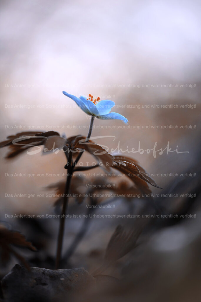 Buschwindroeschen_24-04-062024_04_6_DSCF0813 | People- und Tierfotografie, Imageaufnahmen, Veranstaltungsfotografie und Wandbilder aus der Natur ★ Made in Germany ✔️ Druck + Downloads ✔️ Naturfotografie in Top Qualität ★ schneller Versand, weltweite Lieferung! - Realisiert mit Pictrs.com