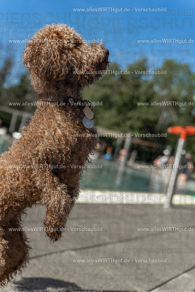 Hundeschwimmen_Volksbad_2026-allesWIRTHgut_Tierfotografie-2609061541-7R501708 | Professionelle Tierfotografie in Mönchengladbach von Daniel Wirth (allesWIRTHgut). Liebevolle & natürliche Bilder von Hunden & Katzen für unvergessliche Erinnerungen.