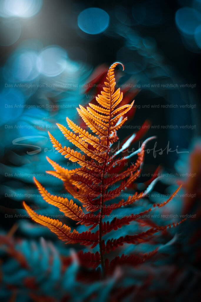Farn einmal anders | In einem wunderschönen Orange leuchtet das Farnblatt vor einem blaugrünen Hintergrund mit Bokeh Bubbles - Realisiert mit Pictrs.com