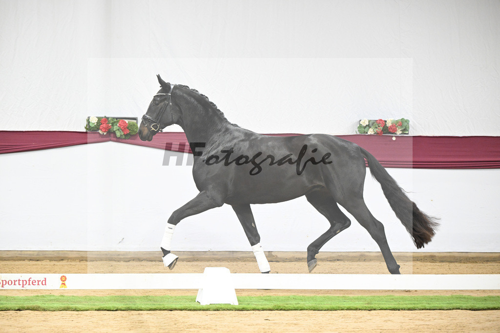 Kat-Nr. 112 Fynch Hatton x Damon Hill_Sibille Hachtel_47253374 | hf-fotografie - Realisiert mit Pictrs.com