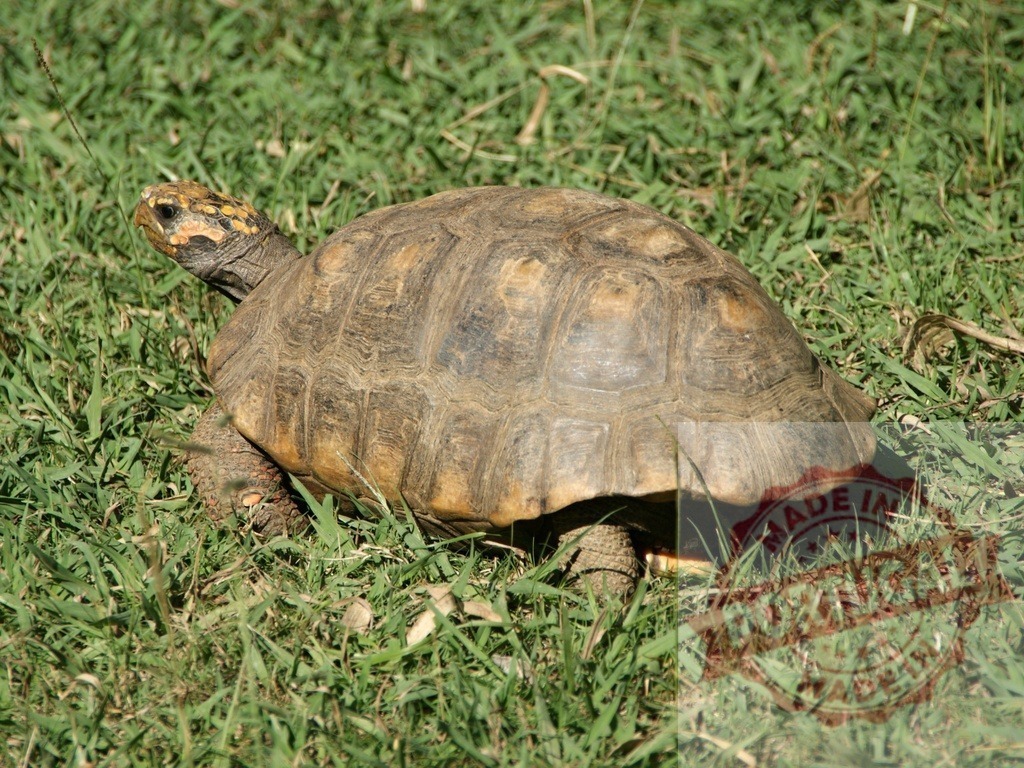 Yellow-footed tortoise walking on green grass | Yellow-footed tortoise Chelonoidis denticulatus moving slowly in a natural environment - Realized with Pictrs.com