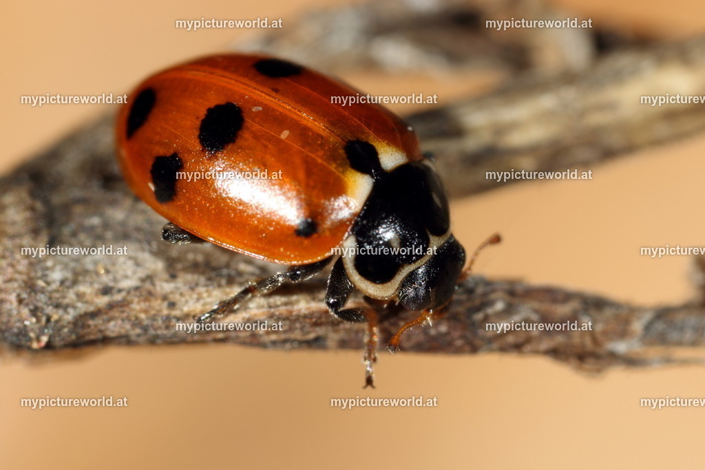 Hippodamia variegata-009 | Das Bilderarchiv über Tiere, Planzen und Landschaften. In der Bilddatenbank finden Sie ein große Auswahl an hochwertigen Bilder für Ihre Werbung - Realisiert mit Pictrs.com