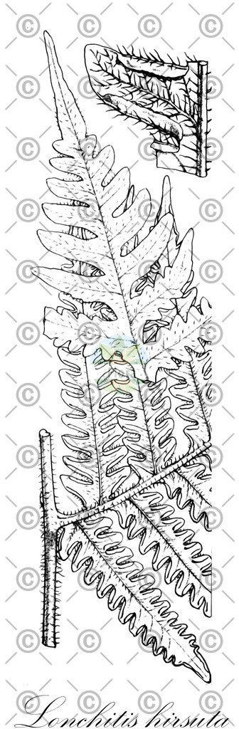 HistAbb_wfo-0000178845_1_ENZY_Simple | Historische Abbildung von Lonchitis hirsuta - Lonchitidaceae | Historical Illustration of Lonchitis hirsuta - Lonchitidaceae