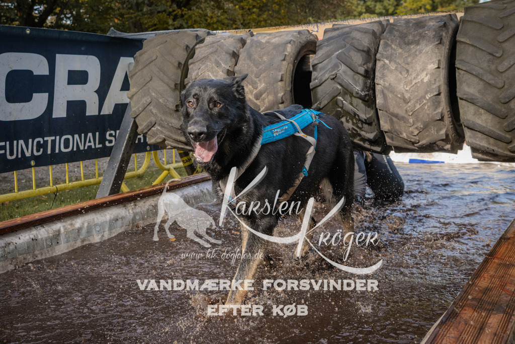 1416_ZZ94241 | kk-dogfotos