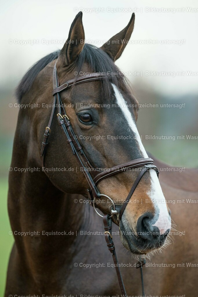 20160226_Taloubet_Z_0001 | equistock