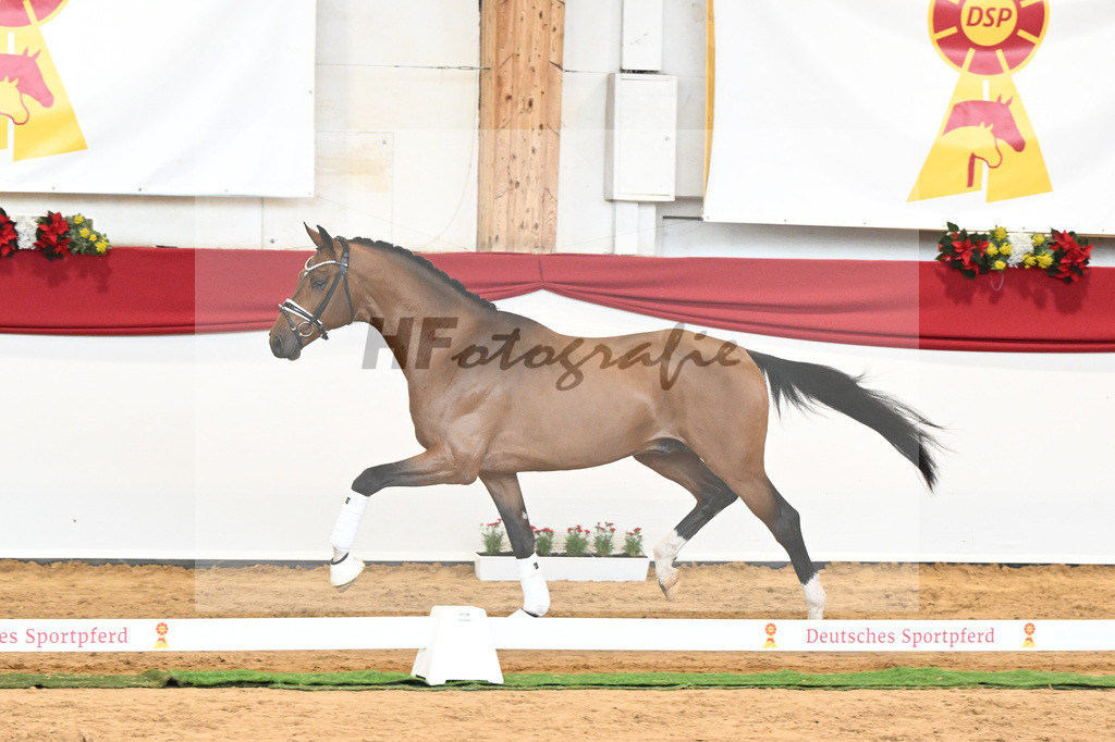 Kat-Nr. 58 Vitalis x Quaterback_Molcan_43230889 | hf-fotografie - Realisiert mit Pictrs.com