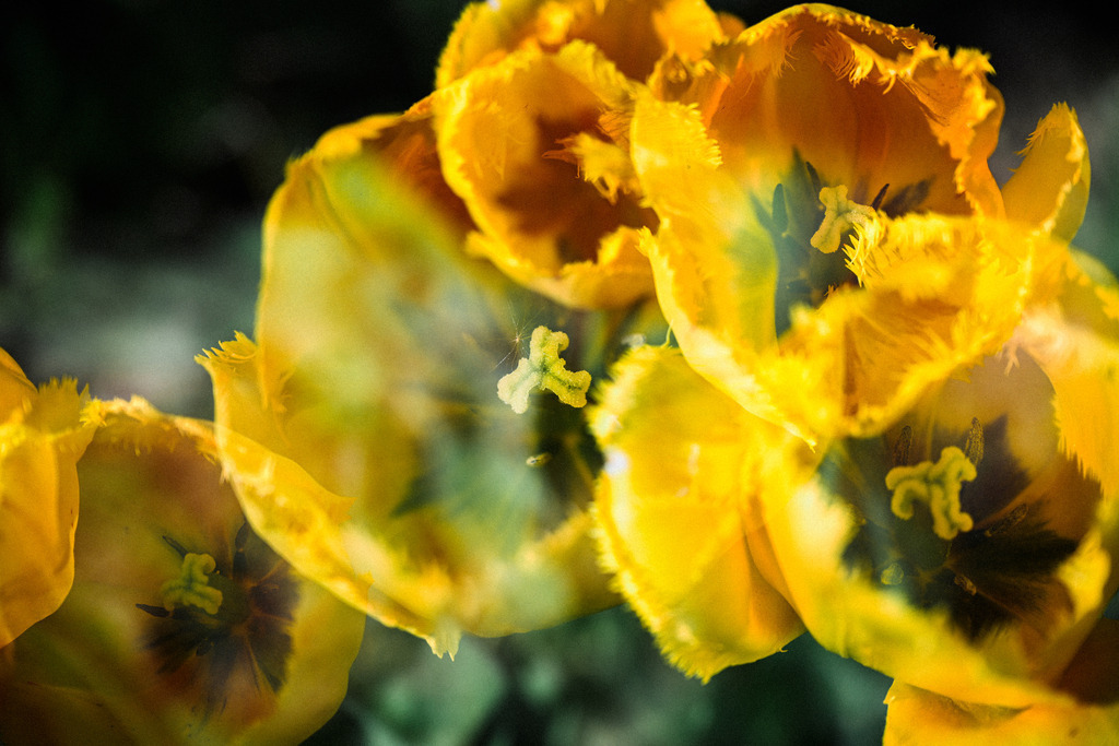 Tulpen | Nikon ZF