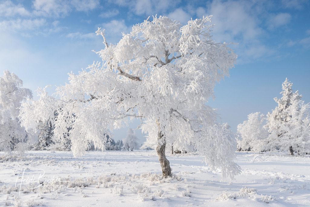 Mit Raureif überzogener Baum auf dem Kahlen Asten | Eine mit Schnee und Raureif bedeckte Birke auf dem Kahlen Asten bei Winterberg - Realisiert mit Pictrs.com