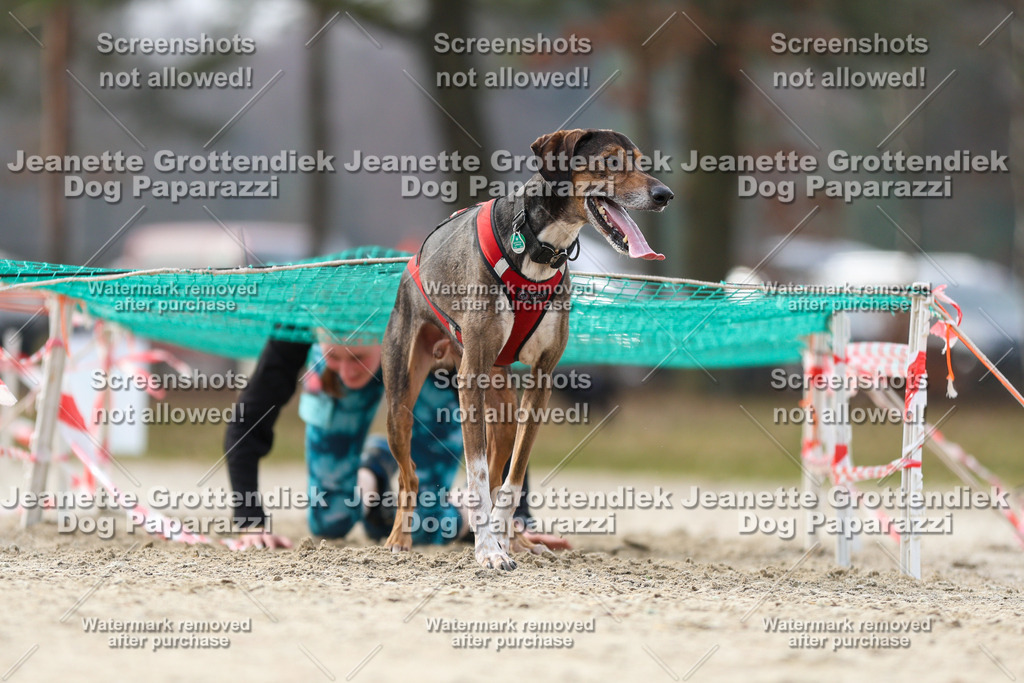 Dog Paparazzi - Strongdog North Mrz26-5217-2 | Dog Paparazzi Jeanette Grottendiek Fotografie & Videografie - Realisiert mit Pictrs.com