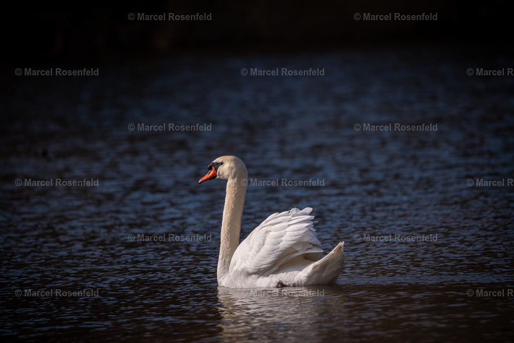 _DSC0185 (1) | foto-rosenfeld