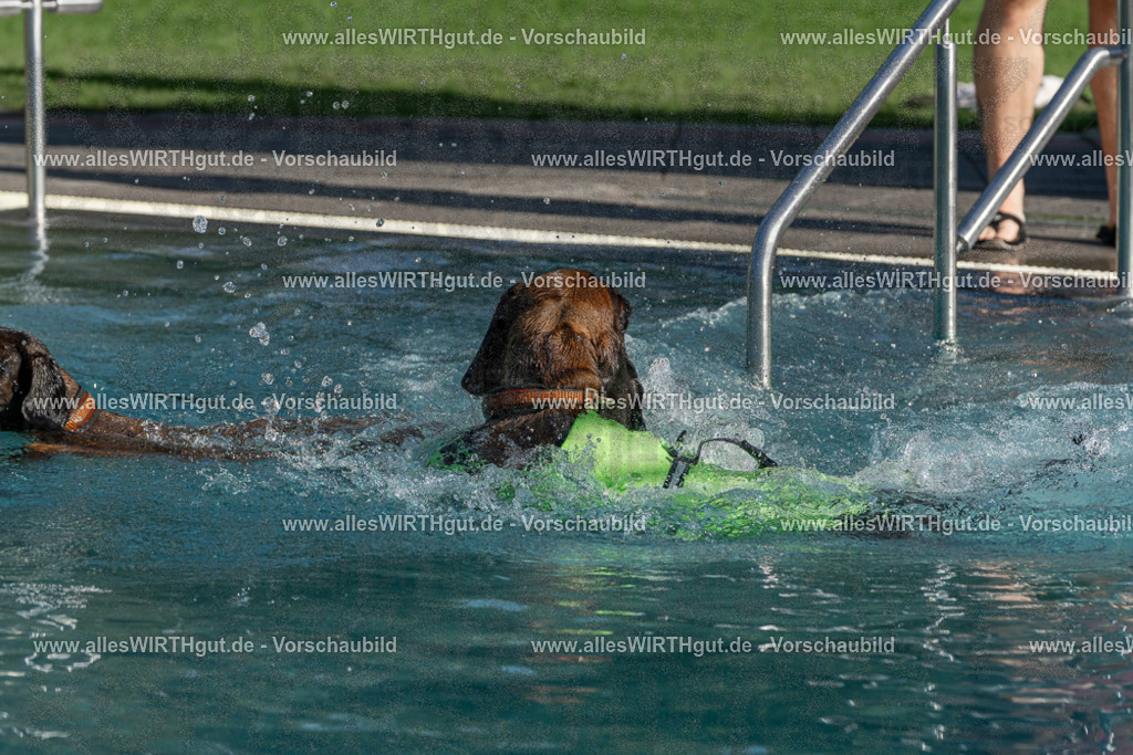 Hundeschwimmen_Volksbad_2026-allesWIRTHgut_Tierfotografie-2609061609-FAY07389 | Professionelle Tierfotografie in Mönchengladbach von Daniel Wirth (allesWIRTHgut). Liebevolle & natürliche Bilder von Hunden & Katzen für unvergessliche Erinnerungen.
