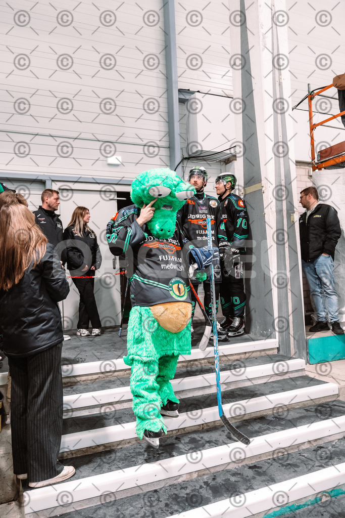 Alligators_vs_Stuttgart_16_11_2025-22 | Höchstadt Alligators Fotogalerie: Eishockey-Action aus Franken. Professionelle Spielfotos, Portraits & Stadionbilder zum Download. Jetzt entdecken! - Realisiert mit Pictrs.com
