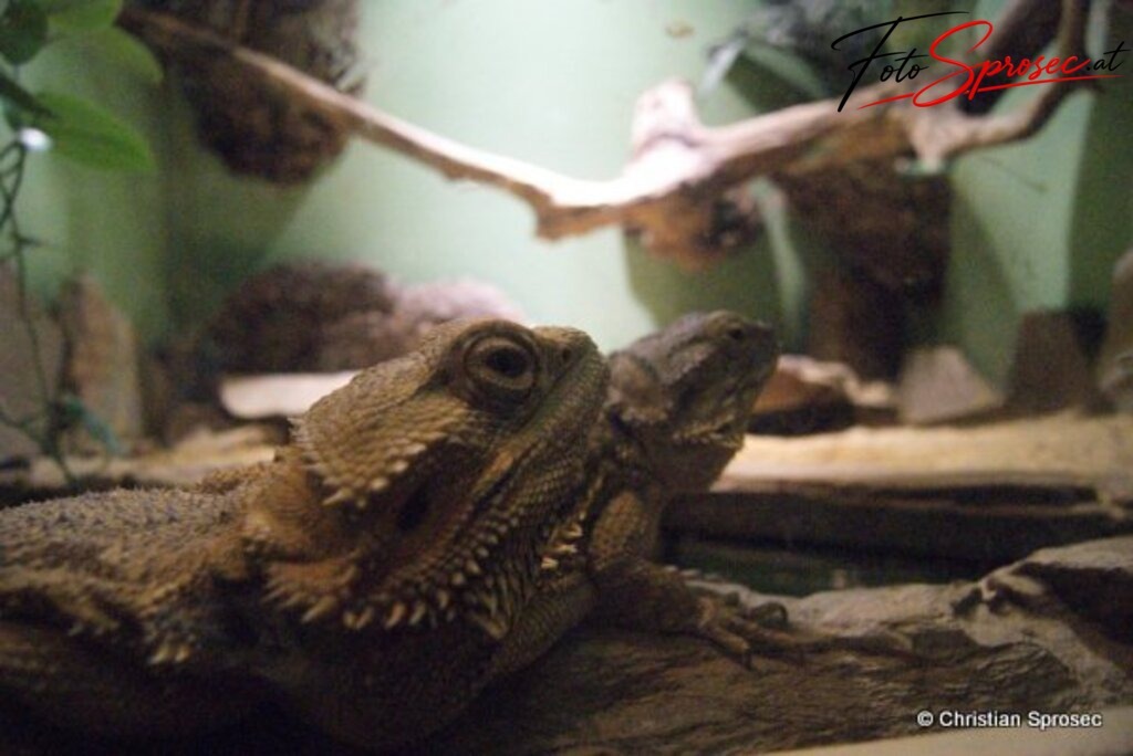 tierfotos_52024904788_o | Mit meiner Kamera halte ich besondere Augenblicke, faszinierende Landschaften und interessante Details fest. Dabei entstehen ganz unterschiedliche Aufnahmen – von stimmungsvollen Landschaftsfotografien und beeindruckenden Drohnenaufnahmen über Pressefotos - Realisiert mit Pictrs.com