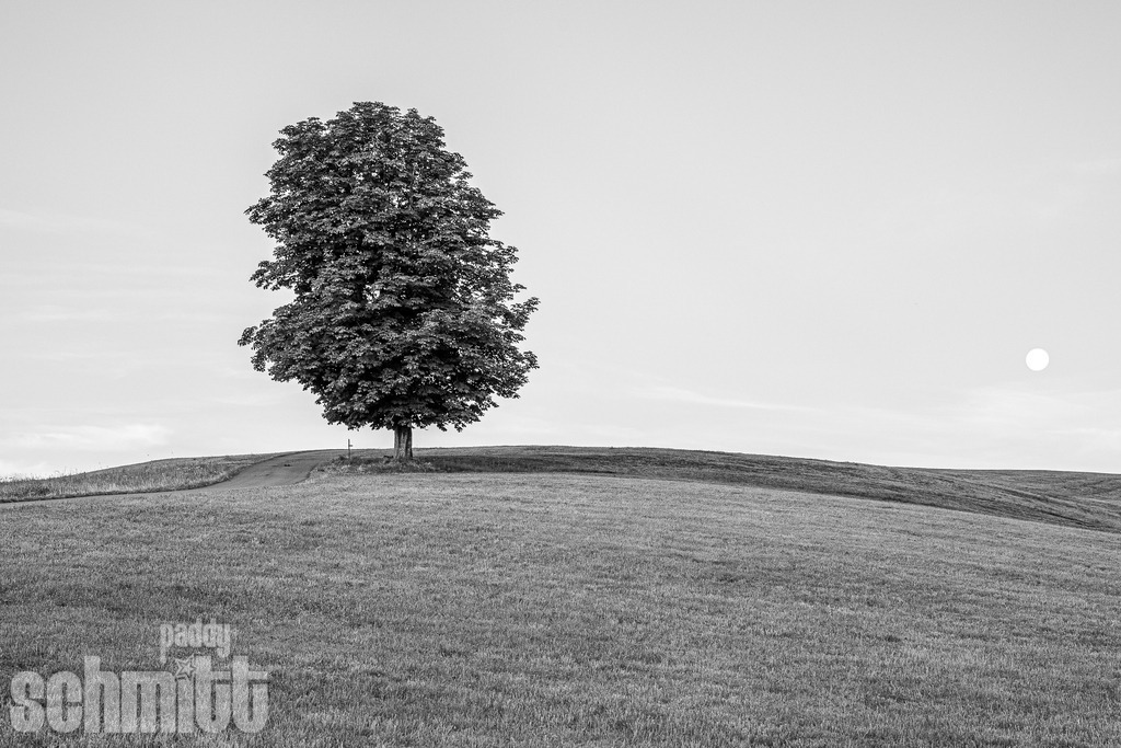 PS-Natur-2026-85 | Entdecke die größte Bildgalerie der Region mit Fotografien aus dem Allgäu, der Bodenseeregion, Oberschwaben, dem Donautal und der Schwäbischen Alb. Landschaften, Luftaufnahmen und Reisefotografie als Wandbild und Fotokunst. - Realisiert mit Pictrs.com