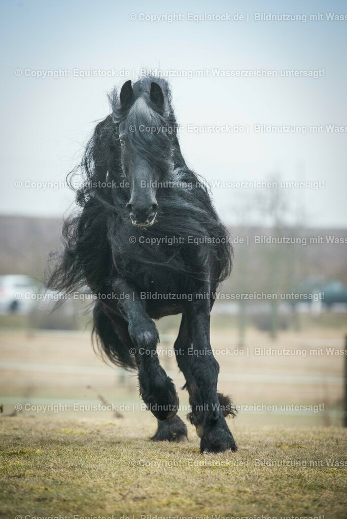 20150217_TOMsPiC_0012 | equistock