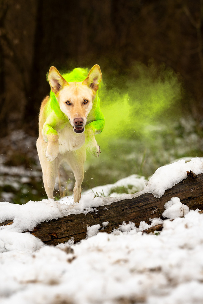 allesWIRTHgut Tierfotografie - 7IV09261 | Professionelle Tierfotografie in Mönchengladbach von Daniel Wirth (allesWIRTHgut). Liebevolle & natürliche Bilder von Hunden & Katzen für unvergessliche Erinnerungen.