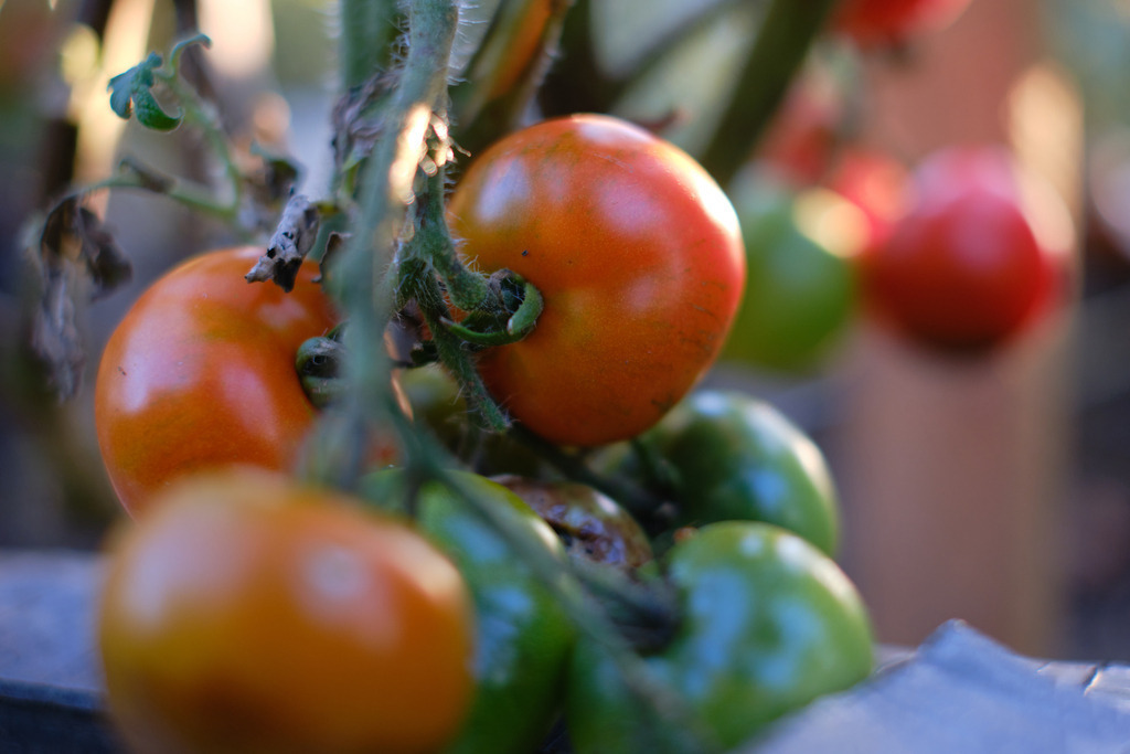 rote und grüne Tomaten am Strauch | Burgenland, Austria - August 11, 2023: rote und grüne Tomaten am Strauch. - Realisiert mit Pictrs.com
