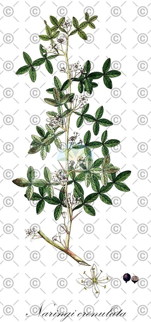 HistAbb_3833_1_FLORAD_SIMPLE | Historische Abbildung von Naringi crenulata - Rutaceae | Historical Illustration of Naringi crenulata - Rutaceae