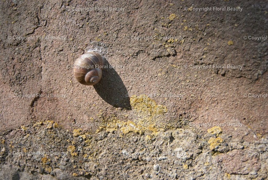 Alte Mauer | Mauerstrucktur mit Weinbergschnecke - Realisiert mit Pictrs.com
