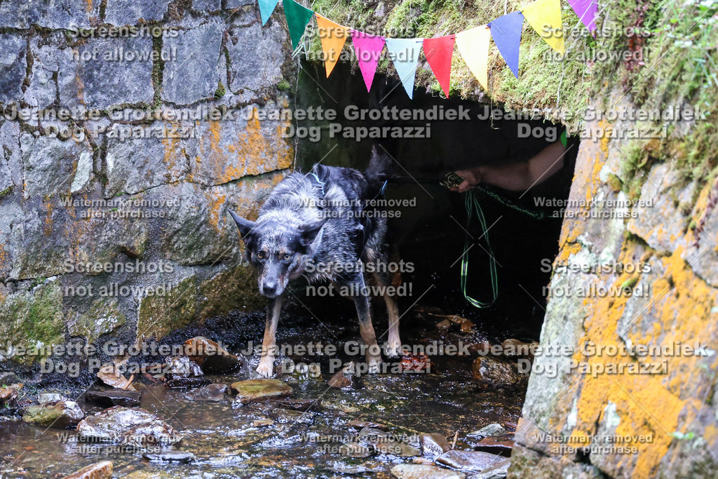 Dog Paparazzi -  TH 26-519 | Dog Paparazzi Jeanette Grottendiek Fotografie & Videografie - Realisiert mit Pictrs.com