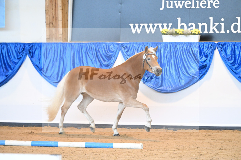 Kat-Nr. 1 Divina v. Weingold S_Steinmueller_60220992 | hf-fotografie - Realisiert mit Pictrs.com