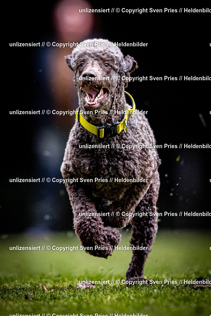 Sven Pries | 2025-10-03 - Hunderennen Obergrombach - Realisiert mit Pictrs.com