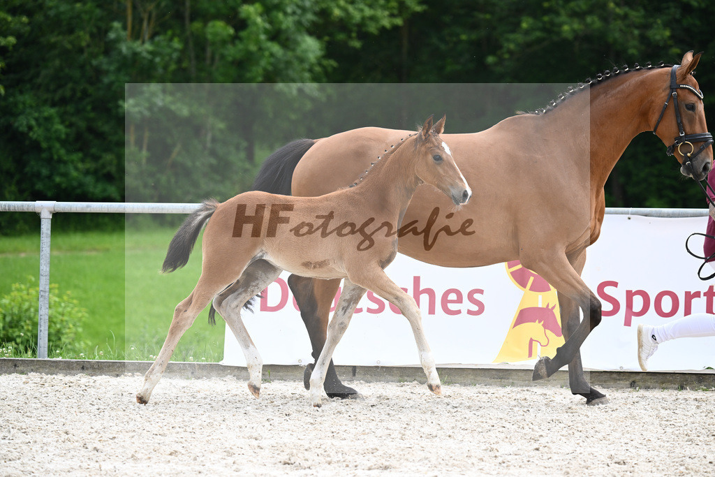 Friedrich der Grosse x San Amour I_SF_Gestuet Greim_20240644 | hf-fotografie - Realizzato con Pictrs.com