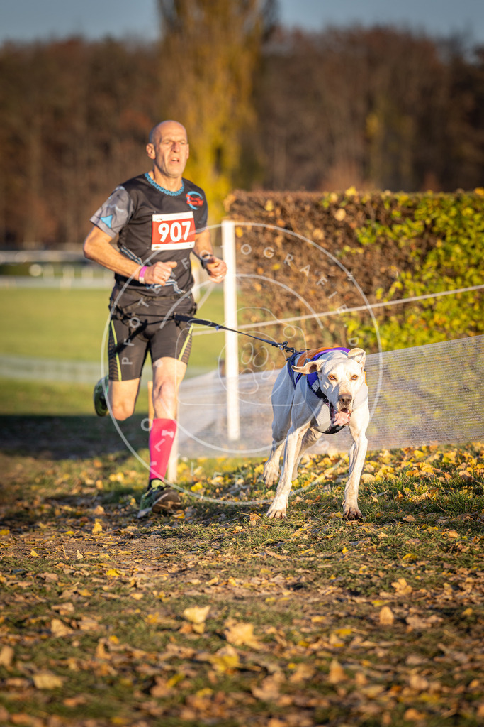 CaniXpix_DV3A4734 | Hundefotografie, Tierfotograf, Pfotenfotografie, Fotoshooting Hund, Hunde Portrait, Hundesport, Hundeportraits, Heideshooting, Hunde, Sportfotograf, Hundefotograf, Turnierhundsport, THS,  - Realisiert mit Pictrs.com