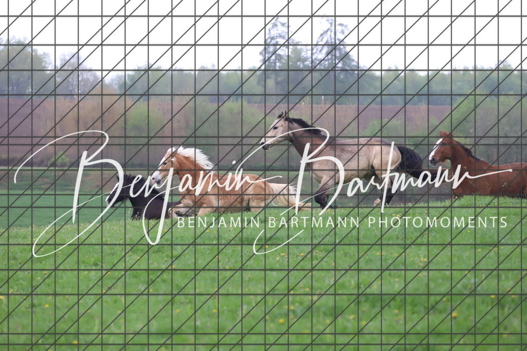 IMG_4275 | Benjamin Bartmann Photomoments