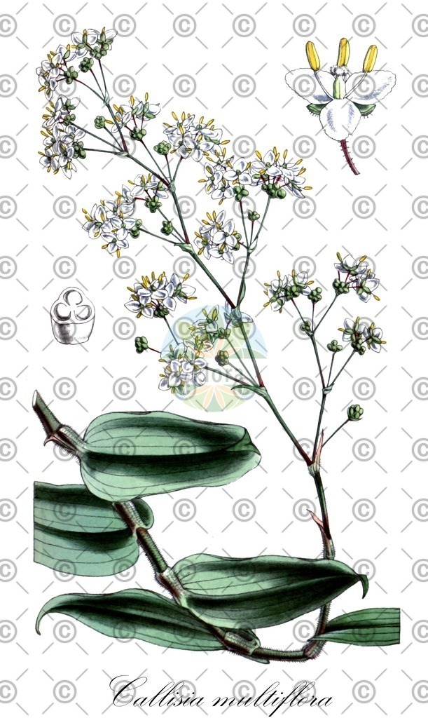 HistAbb_wfo-0000185204_1_ENZY_Simple | Historische Abbildung von Callisia multiflora - Commelinaceae | Historical Illustration of Callisia multiflora - Commelinaceae