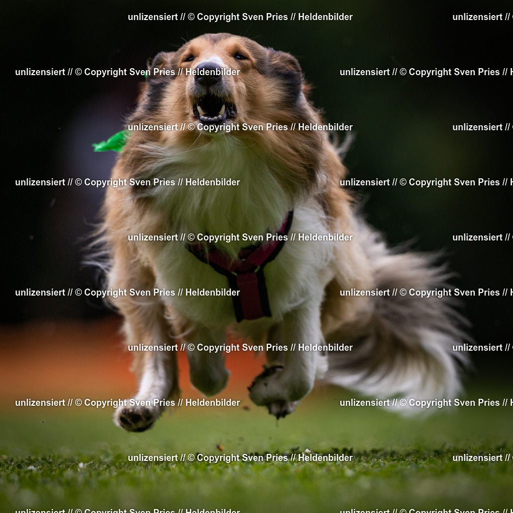 Sven Pries | 19. Allgemeines Hunderennen Karlsruhe Durlach - Realisiert mit Pictrs.com