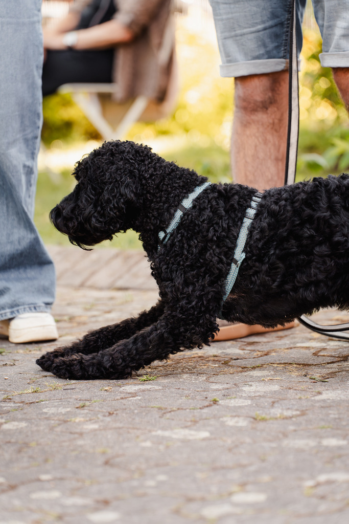 20260426-139 | MuT (Mensch und Tier) mit Mona - Fotografie und Tierkommunikation - Realisiert mit Pictrs.com