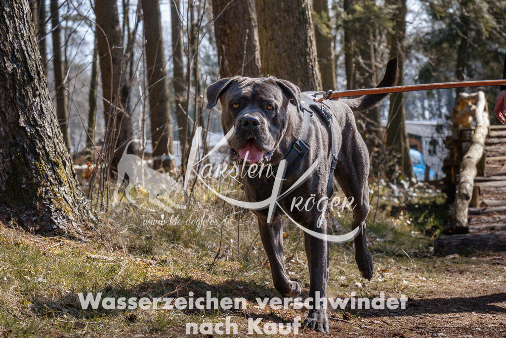 1330_ZZ95285 | kk-dogfotos