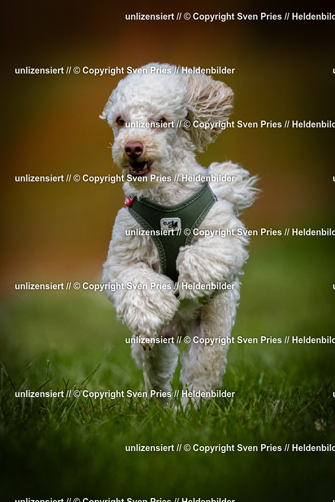 Sven Pries | 2025-04-13 - Hunderennen Baden-Baden - Realisiert mit Pictrs.com