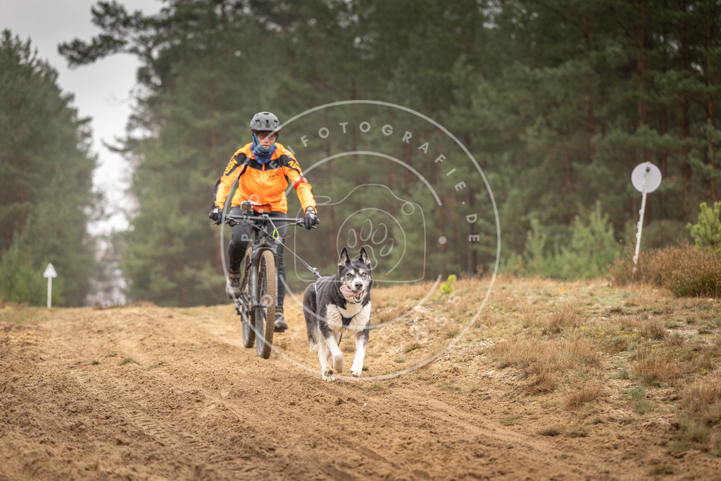 Pfotenfotografie_DV3A3755 | Hundefotografie, Tierfotograf, Pfotenfotografie, Fotoshooting Hund, Hunde Portrait, Hundesport, Hundeportraits, Heideshooting, Hunde, Sportfotograf, Hundefotograf, Turnierhundsport, THS,  - Realisiert mit Pictrs.com