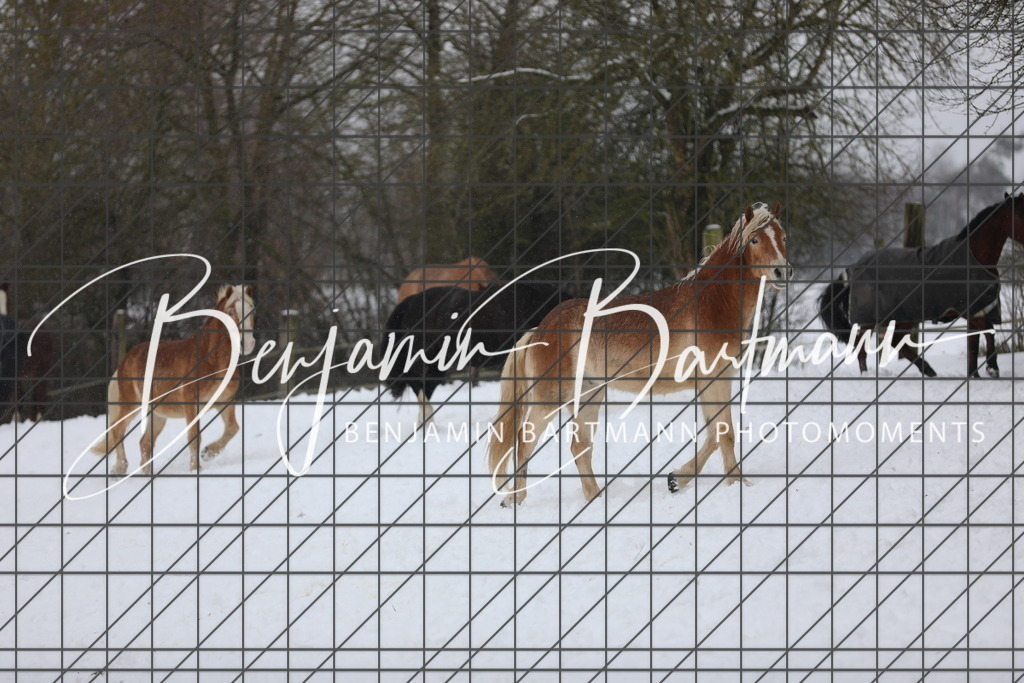 AZ2A3393 | Benjamin Bartmann Photomoments