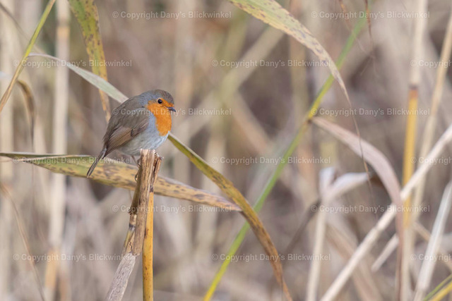 201788 | Tierfotografie, Tierkalender, Tierbilder, Insekten, Spinnen, Vögel, Schmetterling, Libellen, Leinwand, Colorkey, Qualität, Geschenkartikel, Geschenk - Realisiert mit Pictrs.com