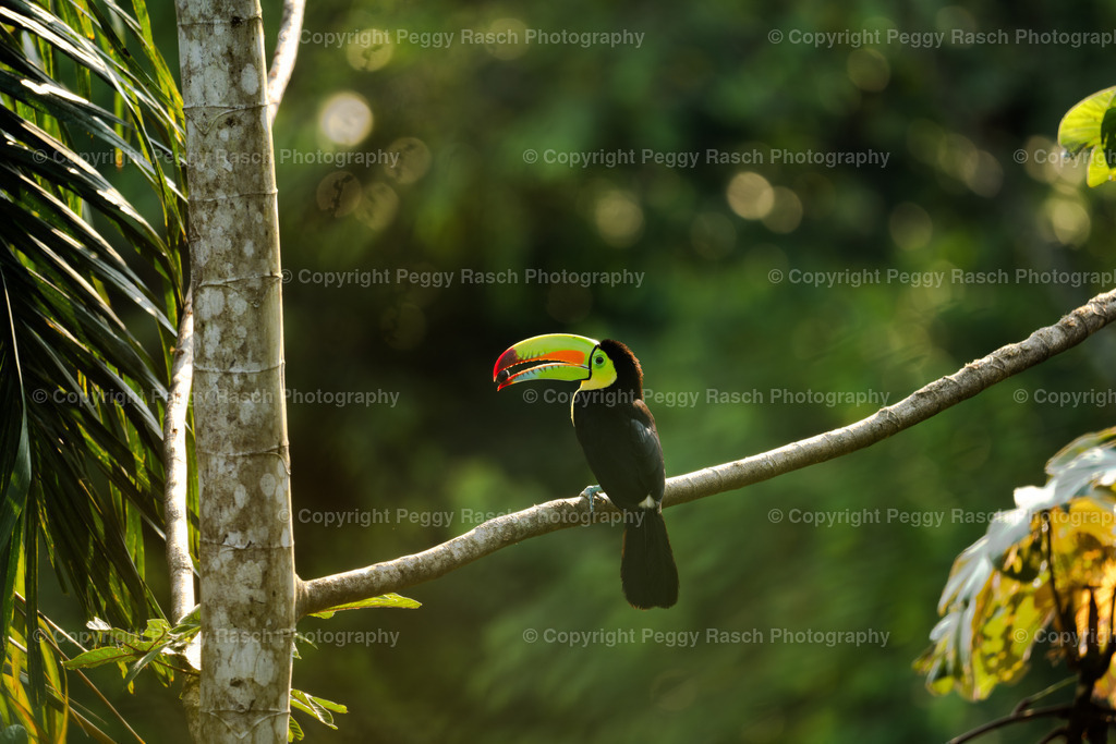 Tucan (5) | PeggyRaschPhotography - Realisiert mit Pictrs.com