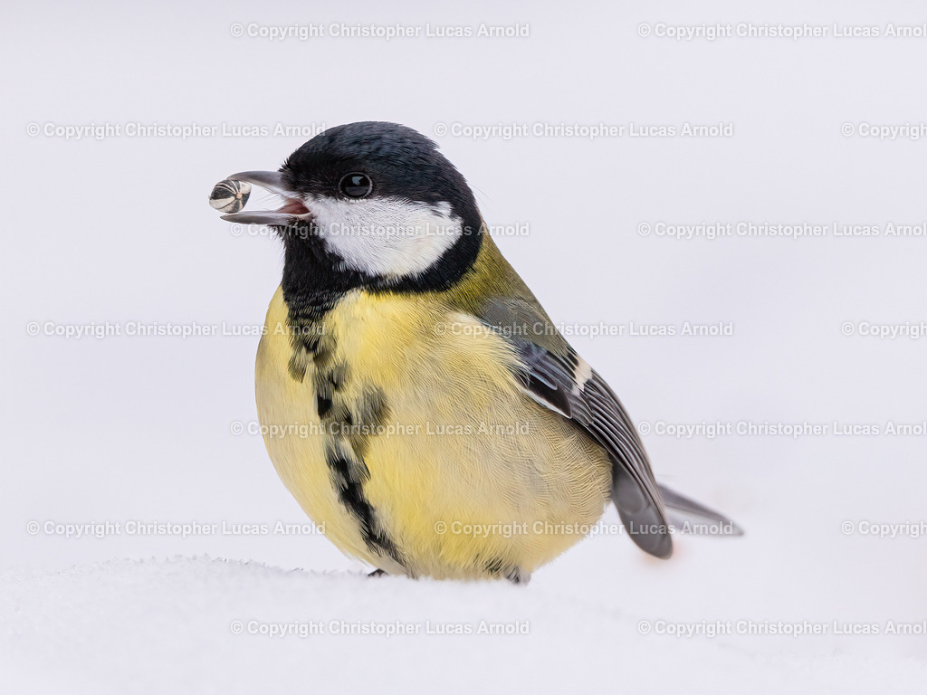 Kohlmeise | bildkomponist - Realisiert mit Pictrs.com