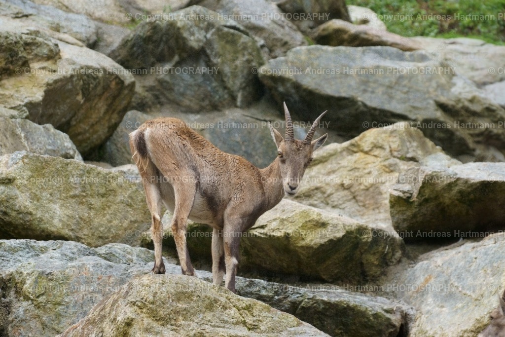 Steinbock | Steinbock - Realisiert mit Pictrs.com