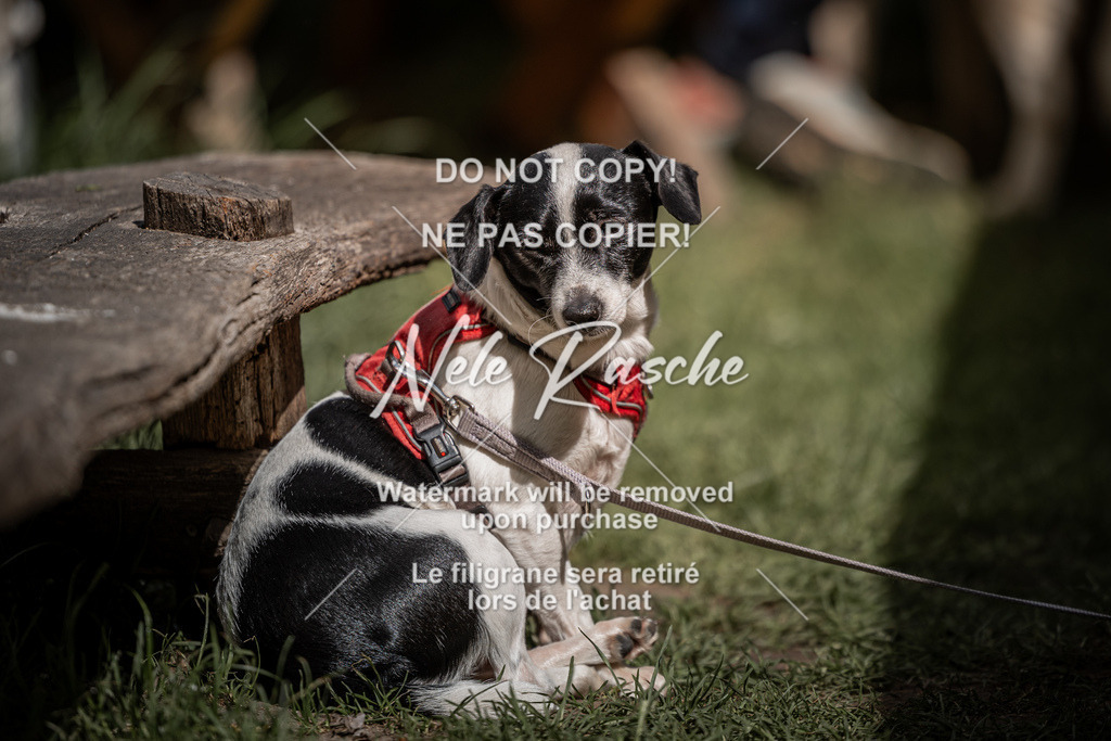 nelerasche_Do-spät_65 | nelerasche