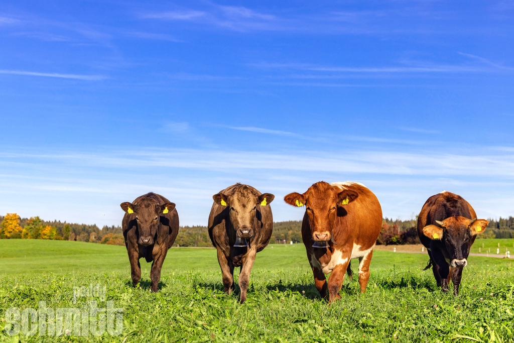 PS-Tiere-2026-70 | Entdecke die größte Bildgalerie der Region mit Fotografien aus dem Allgäu, der Bodenseeregion, Oberschwaben, dem Donautal und der Schwäbischen Alb. Landschaften, Luftaufnahmen und Reisefotografie als Wandbild und Fotokunst. - Realisiert mit Pictrs.com
