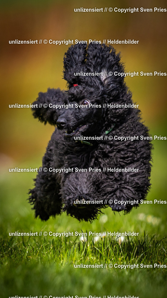 Sven Pries | 2025-04-13 - Hunderennen Baden-Baden - Realisiert mit Pictrs.com