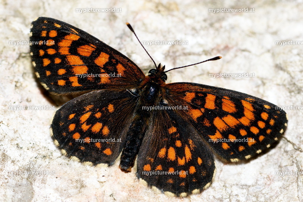 Melitaea aurelia-008 | Das Bilderarchiv über Tiere, Planzen und Landschaften. In der Bilddatenbank finden Sie ein große Auswahl an hochwertigen Bilder für Ihre Werbung - Realisiert mit Pictrs.com
