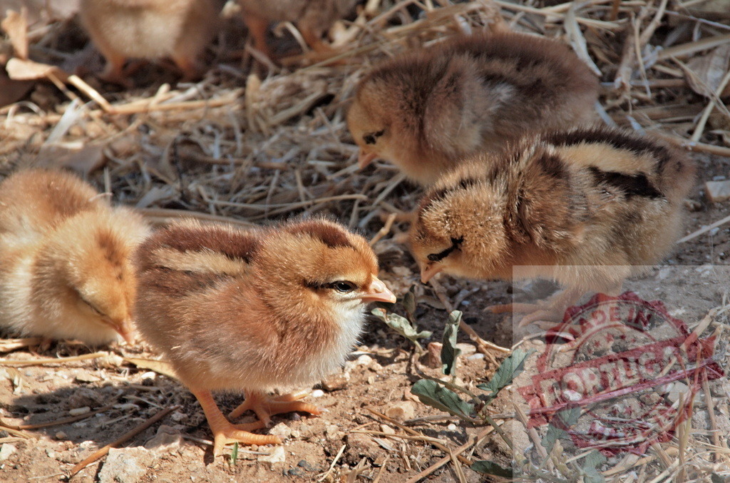 Baby chicks exploring a farm ground outdoors in sun | Fluffy young chicks foraging for food on dry ground in warm sunlight - Realisiert mit Pictrs.com