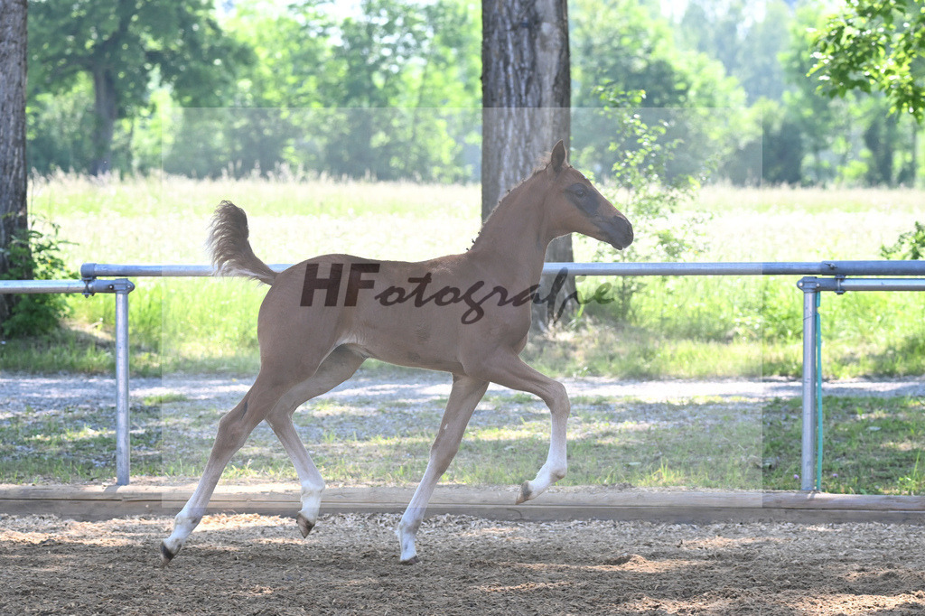 Kat-Nr. 5 HF Floricello OLD_Wiedemann_14230072 | hf-fotografie - Realisiert mit Pictrs.com