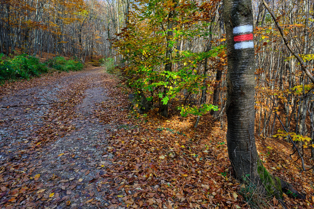 Wegmarkierung im Wienerwald | Wien, Austria - November 05, 2020: Wegmarkierung für den Stadtwanderweg im herbstlichen Wienerwald. - Realisiert mit Pictrs.com