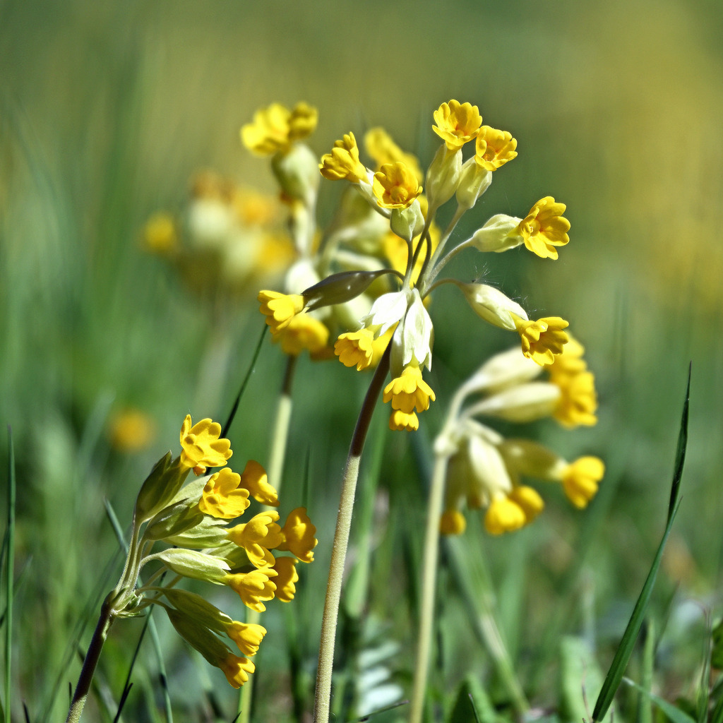 Schlüsselblume01q | lucisnaturbilder - Realisiert mit Pictrs.com