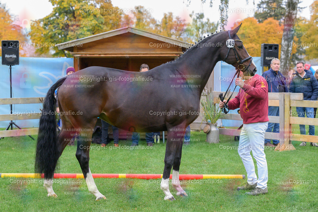 149_Antoninette_v.Mochito__Schwaiganger_251018_02_gis | gis-fotografie