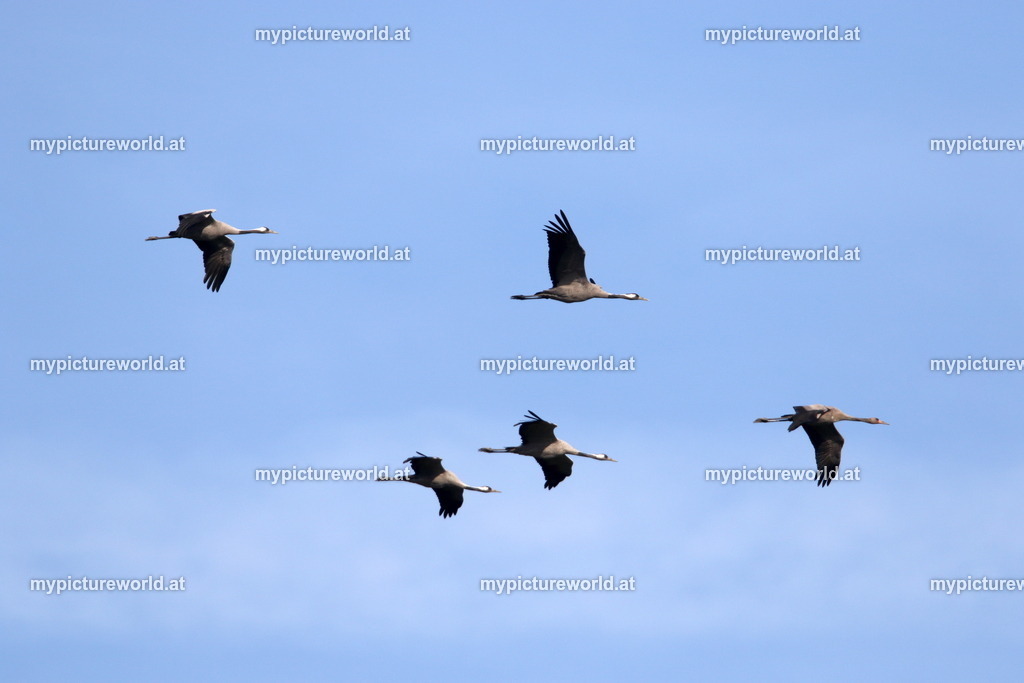 Kranich-004 | Das Bilderarchiv über Tiere, Planzen und Landschaften. In der Bilddatenbank finden Sie ein große Auswahl an hochwertigen Bilder für Ihre Werbung - Realisiert mit Pictrs.com